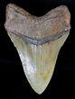 Giant Megalodon Tooth - North Carolina #18379-2